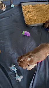 Pickle’s crew got upgraded to a litter box and got some new toys!! 🩷 | Willow Creek Farms