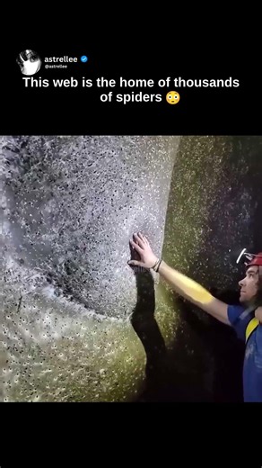 Scientists Found The Largest Spiderweb Ever Recorded — Big Enough To Cover Multiple Cars 😳