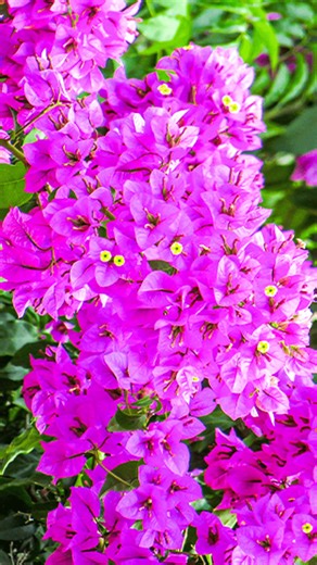 468K views · 6K reactions | How to grow bougainvillea plant at home from flowers || Best & easy method for gardening //#reels #shorts | Rana Craft | Facebook