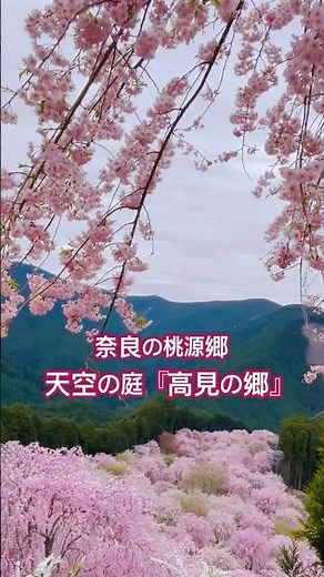 絶景! 『高見の郷』の千本の枝垂れ桜
