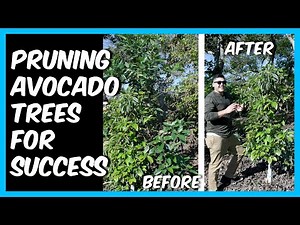 Don't be fooled like me...Pruning My Avocado Tree