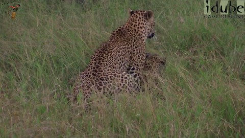 WILDlife: Pair Of Leopards Pairing