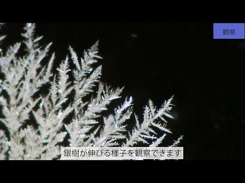 234【ケニス】銀樹製作セットAg Treeを使って銀樹を観察しよう