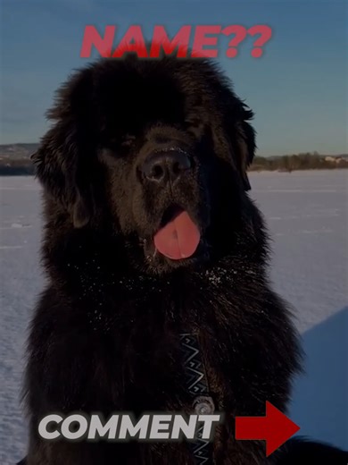 🚨 Can You Name This Extremely Rare Dog? (99% Fail!) 🐕🦍 Think you know your dog breeds? Think again! 🧠 In this video, we showcase some of the rarest dogs in the world with stunning short clips. But here is the challenge: The final dog is the rarest of them all—and almost nobody can guess its name correctly! 🤯 Drop your guess in the comments BEFORE the answer is revealed! 👇 Let's see who the real dog experts are. 🏆 Don't forget to LIKE if you love unique dogs and SUBSCRIBE for more rare ani