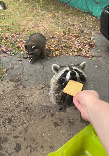 Rocky the Raccoon: Adventures of a Feral Cat