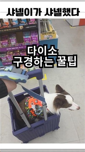 강아지 유모차 없을 때 다이소 가는 꿀팁 🐶🛒feat. Smart Border Collie