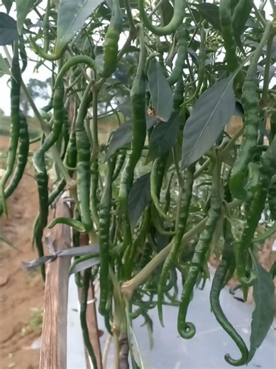 #petanimuda🇮🇩 #tahunbaru #cmkdjitu #cmktangguhf1