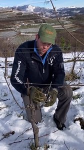 Taille Medocaine (double guyot) on Pinot Noir in north Italy . Follow @thewinearound for more on wine and around . #thewinearound . Credit Piccinin Daniele | Thewine Around