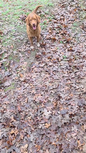 11 reactions | Playing Fetch in the Rain. Rain or shine, fetch goes on. Look at these sweet wet happy dogs. #playingintherain #rain #fetch #fetchintherain #rainyday #novascotiaducktollingretriever #toller #nsdtr #nsdtrbreeder #novascotiaducktollingretrieverbreeder #tollerbreeder #tollerlife #tolleradventures #dogadventure #tollerfun #dog #doglife #instagram #reels #reelsofinstagram #dogsofinstagram #tollerofinstagram #tollersatoakcreekfarms | Oak Creek Farms - NSDTR | Facebook