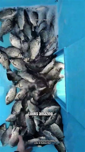 THEY DUMPED THOUSANDS OF FISH… GOOD OR BAD #fishstocking #carp #fish #fishing