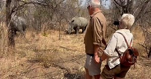 Great News from Zimbabwe! Zimbabwe’s rhino population is on the rise thanks to strong conservation efforts and community involvement! With around 1,000 to 1,200 rhinos, Zimbabwe now ranks among the top four countries in Africa for rhino numbers. Protected areas like Save Valley and Bubye Valley Conservancy have played a big role, using Intensive Protection Zones and anti-poaching strategies. Excitingly, white rhinos have returned to Hwange National Park after decades, with support from local com