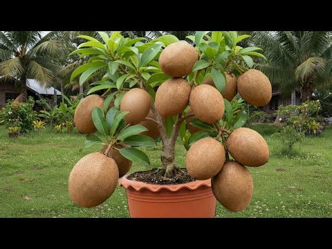 Creative Method Grafting Sapodilla Tree with banana and Aloe Vera