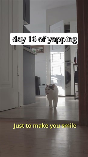 Day 16 of kimchi the cat yapping #catshorts