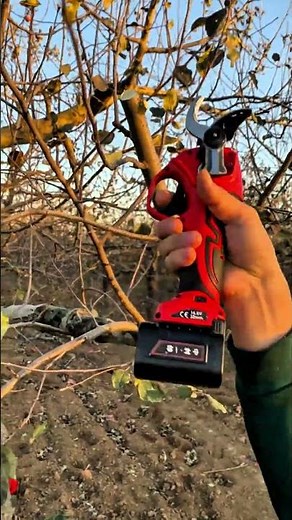 Apple Tree Pruning with Shears for Faster Growth | Easy Spring Pruning Guide 🌿✂️#pruning #satisfying