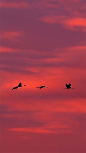 Winter Bird Migration 2025 | Massive Flock Flying in Formation | Stunning Nature & Wildlife Footage