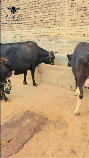 Attock Dairy Farm Updates and Account Verification Tips