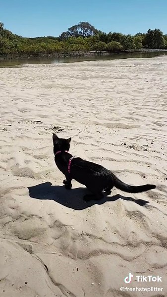 Anyone visiting the beach for the summer solstice? Here’s a little swimming inspiration from Winnie’s first swim via @nathan_thebeachcat on Instagram 🏝☀️😸 Show us your beach furbabies with #FreshStepFans for a chance to be featured! #beachcat #swimmingcat #surfcat #aussiecat #blackcat