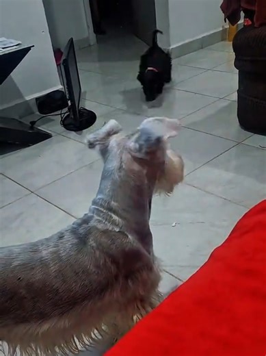 Puppies Playing: Schnauzer Fun and Adoption