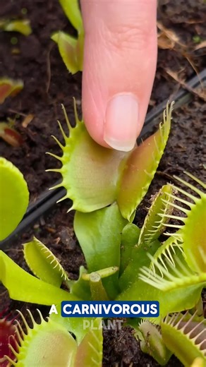 9.5K views · 30 reactions | Nature’s Most Clever Predator Plant! The Venus flytrap is one of the smartest plants on Earth, using lightning-fast reflexes to catch insects for food. This incredible plant wastes no energy, snapping only when real prey touches its sensitive hairs. It’s a natural marvel that sparks huge interest in biology, gardening, and eco-science technology Credits: CarnivorousCorner /YT #flytrap #flytraps #fly #plants #venusflytrap | Lovely Madiaa | Facebook