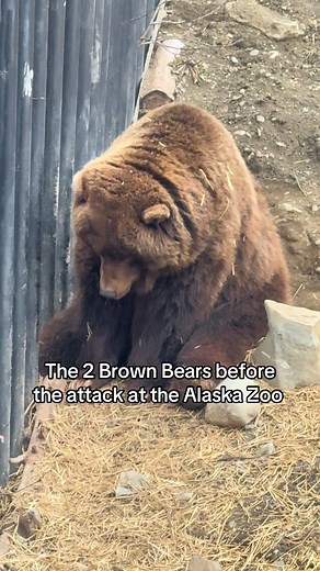 Alaska Zoo brown bears in Anchorage: before the incident