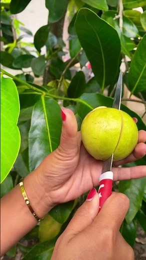 Red Guava #redguava