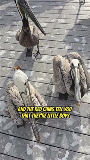 Pelicans are the coolest animals in the world!