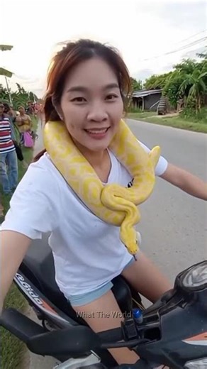 พาเจ้าแต้มงูเหลือมสีทองออกมาเที่ยวค่ะ python along for trip #snake #animals #funny