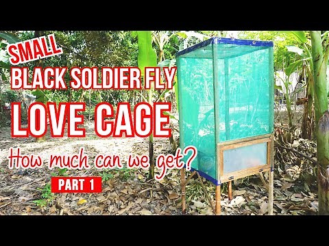 Homemade Black Soldier Fly Breeding Cage - Starting black soldier fly larvae farming at home #1