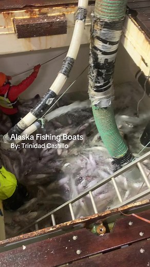 Offloading Cod Fish in Akutan, Alaska