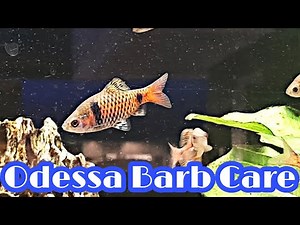 Amazing Odessa Barb Care, Tankmates And Breeding Guide