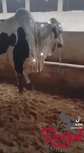 1.2K views · 67 reactions | ROYAL CATTLE FARM SEASON 2023-24 MASHA ALLAH | Royal Cattle Farm | Facebook