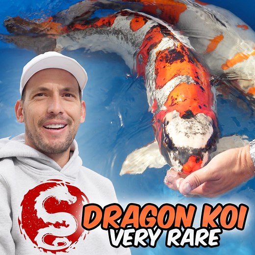 🔥 Meet the $10,000 Dragon Koi – a true legend from Japan! 🐉🎏 This rare and stunning koi fish isn’t just a beauty; it’s a symbol of strength, luck, and prosperity. With its vibrant colors and mythical appearance, it looks like it swam straight out of a fairy tale! ✨ Would you spend this much on a single fish? Let us know in the comments! 👇👇 📍 Origin: Japan 🇯🇵 🎥 Watch till the end to see why this koi is worth every dollar! 💰 #DragonKoi #LuxuryPets #KoiFishLovers #JapaneseCulture #Expensi