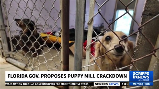 Florida's Governor DeSantis Signs Landmark Puppy Protection Bill