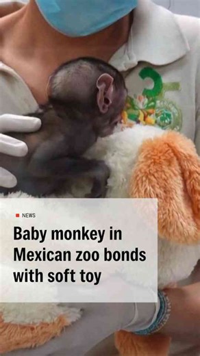 A baby patas monkey has been given a soft toy for comfort after his mother was unable to look after him