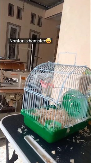 Pagi Pagi udah nonton Xhamster😅