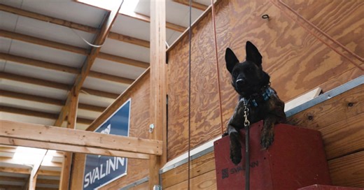 51-year-old quit policy career to start a business—now the wealthy buy $175,000 protection dogs from her