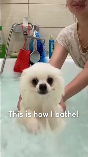 Adorable dog Splashes Happily in the Bathtub