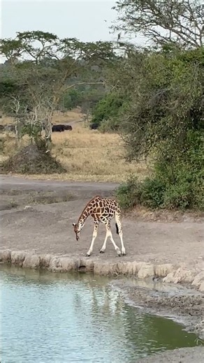The Hilarious Way Giraffes Drink Water || ViralHog