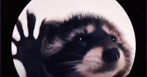 ¿Cómo y dónde descargar stickers del mapache Pedro?