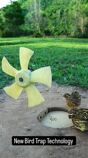 DIY Easy Birds Trap 🕳 | New Bird Trap Technology - DIY Quail Trap #shorts | Instagram