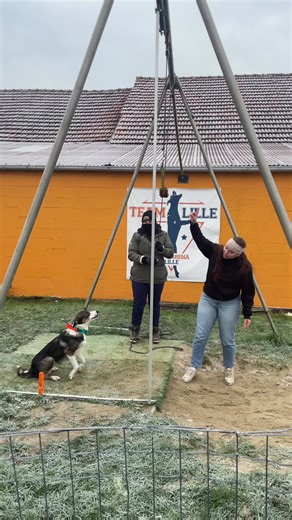 Incredible High Jump by Border Collie