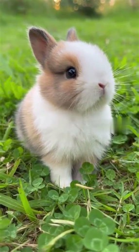 This bunny’s nose twitch is too cute 🥹