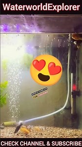 @FISHBREEDERDELHI घर में पालने के लिए सबसे अच्छी Fish|| Fish Breeding Home||#mollyfishbreeding