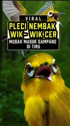 pleci gacor nembak wik- wik cerr