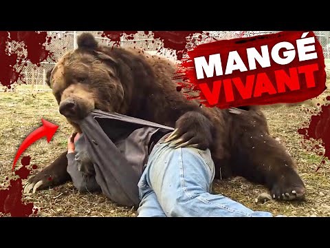 Les Attaques D'Ours les plus Brutales et SAUVAGES Jamais Vues MARATHON