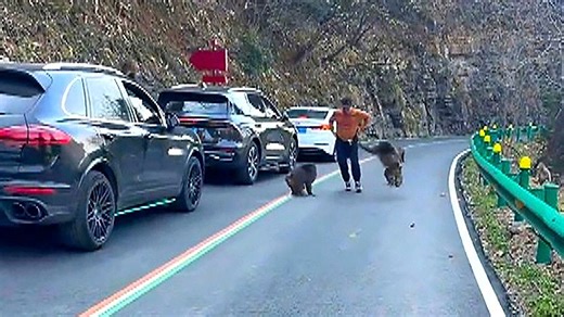 Bully monkeys target tourists and attempt to pants man