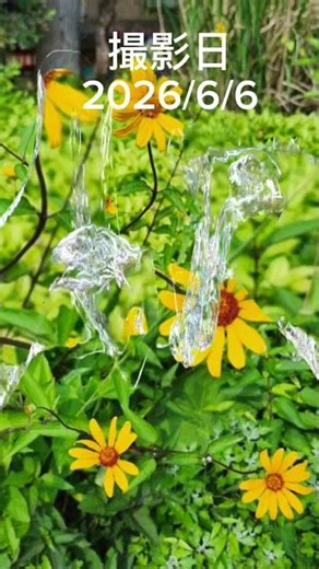 A Little Sun Blooming in the Rainy Season | False Sunflower: Roadside Flower Encyclopedia, from m...