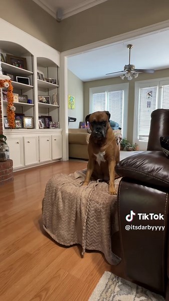 Hilarious Prank on Boxer Dog – She's Over It!
