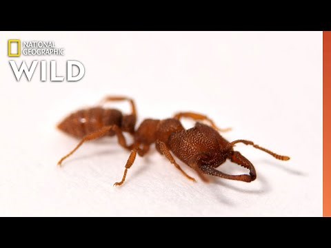 This Ant Moves Faster Than Any Animal on Earth | Nat Geo Wild