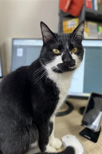 猫の写真1枚から「鳴き声つき動画」をAI生成（LTX-2.3 / DGX Spark）